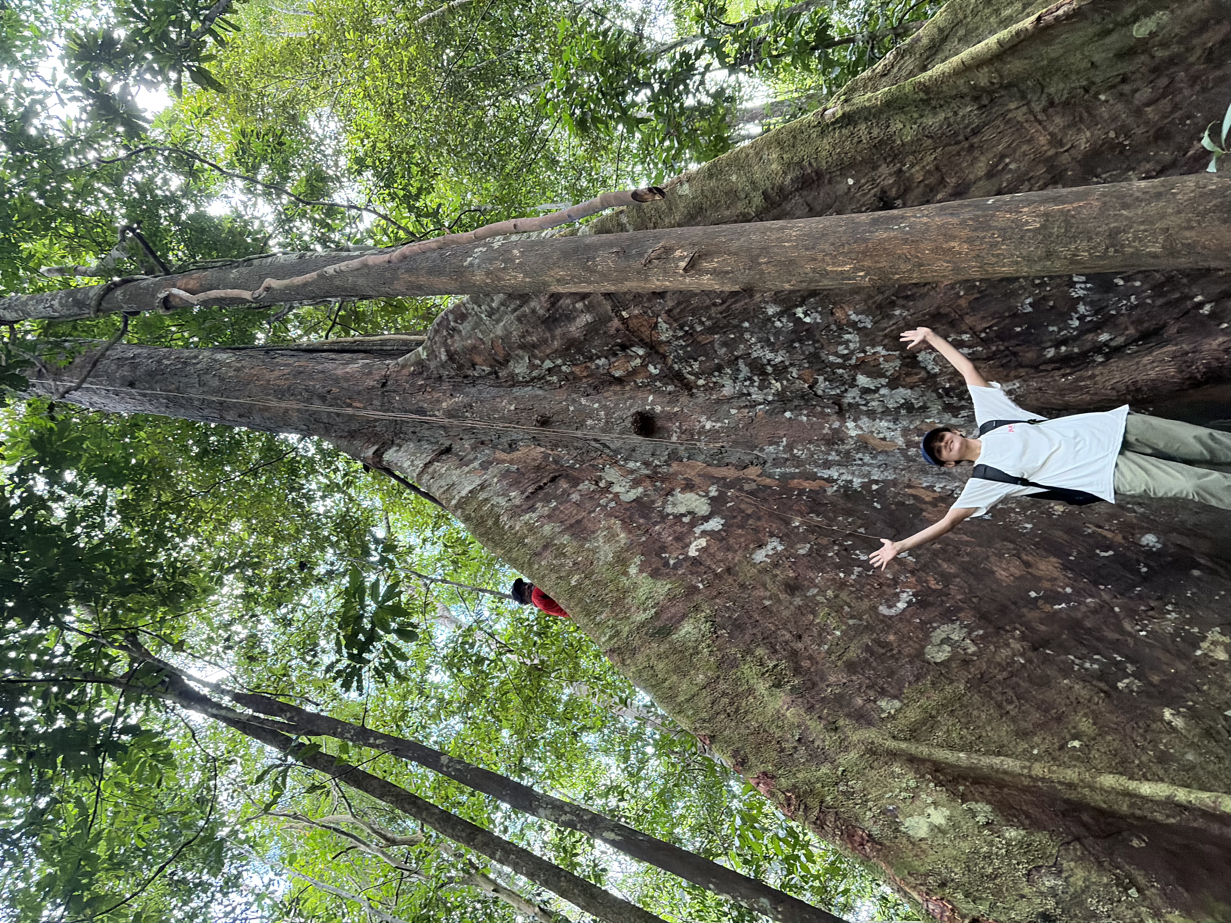 Amazon rainforest